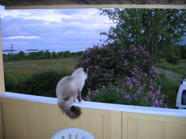 Compis slapper av etter ferskfisken